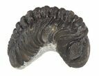 Partially Enrolled Barrandeops Trilobite #52429-1